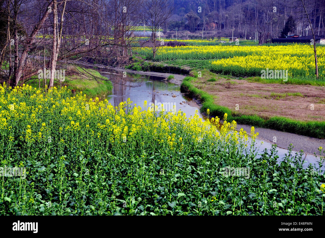 PENGZHOU, CHINA: Fließt ein kleiner Fluss friedlich vorbei an gelben Rapsöl Blumenwiesen Stockfoto