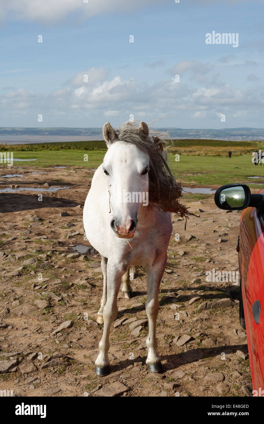 Ein zähmiges, schwangeres Wildpferd auf der Gower-Halbinsel in Wales Stockfoto