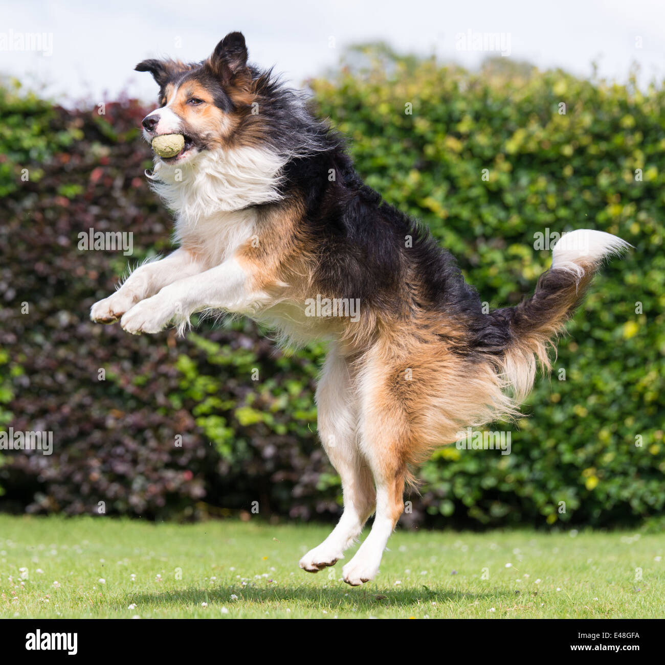 Collie Hund springen, um einen Ball fangen Stockfoto
