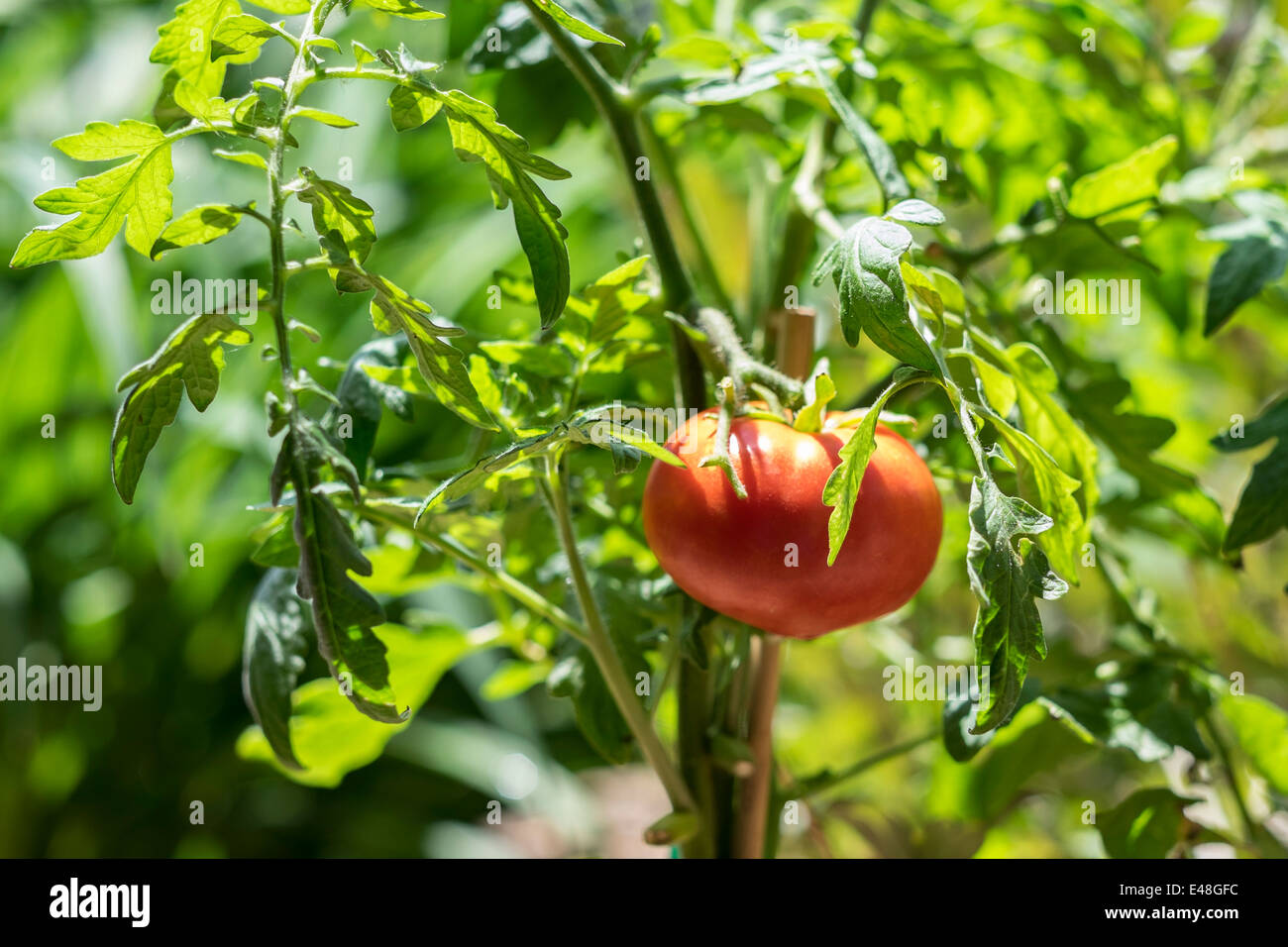 Eine reife, organisch hausgemacht angebaute Tomate, die im Freien an einer Rebe im Sonnenschein wächst. USA Stockfoto