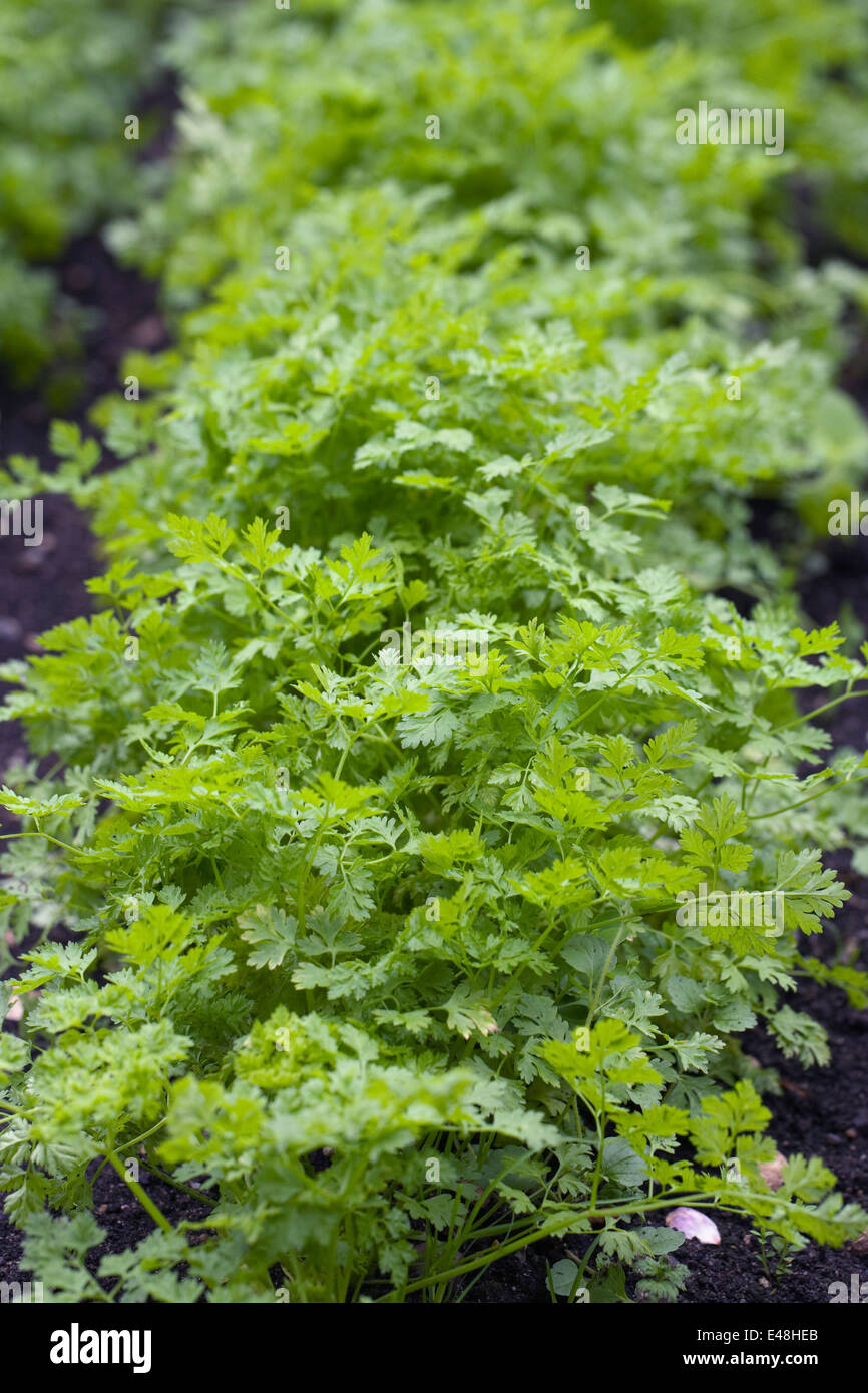 Kerbel kräuter -Fotos und -Bildmaterial in hoher Auflösung – Alamy