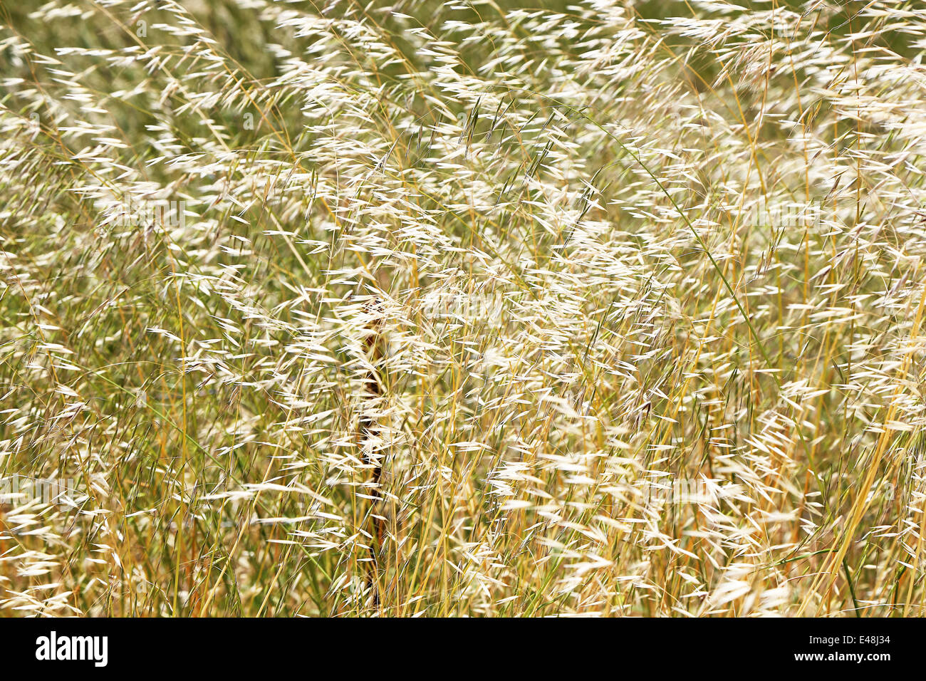 Grass schwebend leicht im Wind schaffen eine traumhafte Atmosphäre auf dem pacific highway Stockfoto