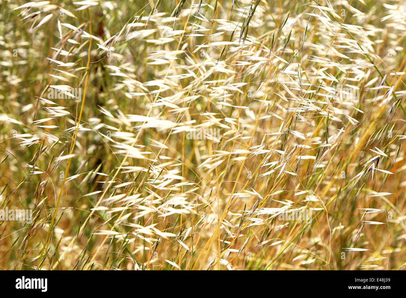 Grass schwebend leicht im Wind schaffen eine traumhafte Atmosphäre auf dem pacific highway Stockfoto