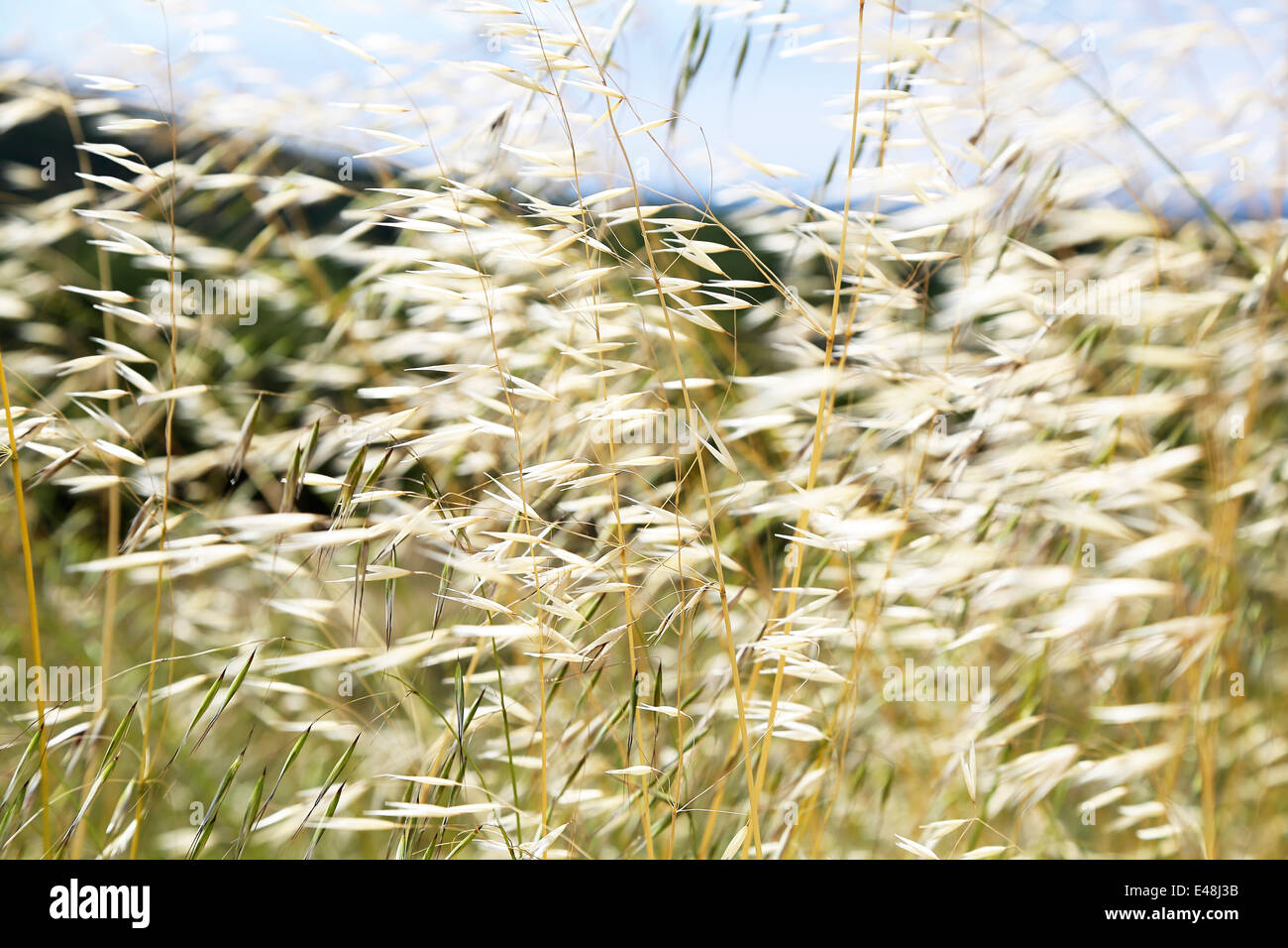 Grass schwebend leicht im Wind schaffen eine traumhafte Atmosphäre auf dem pacific highway Stockfoto