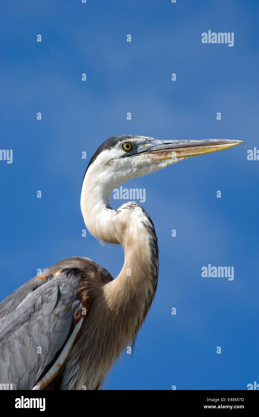 Heron aquatische Vogel Stockfoto