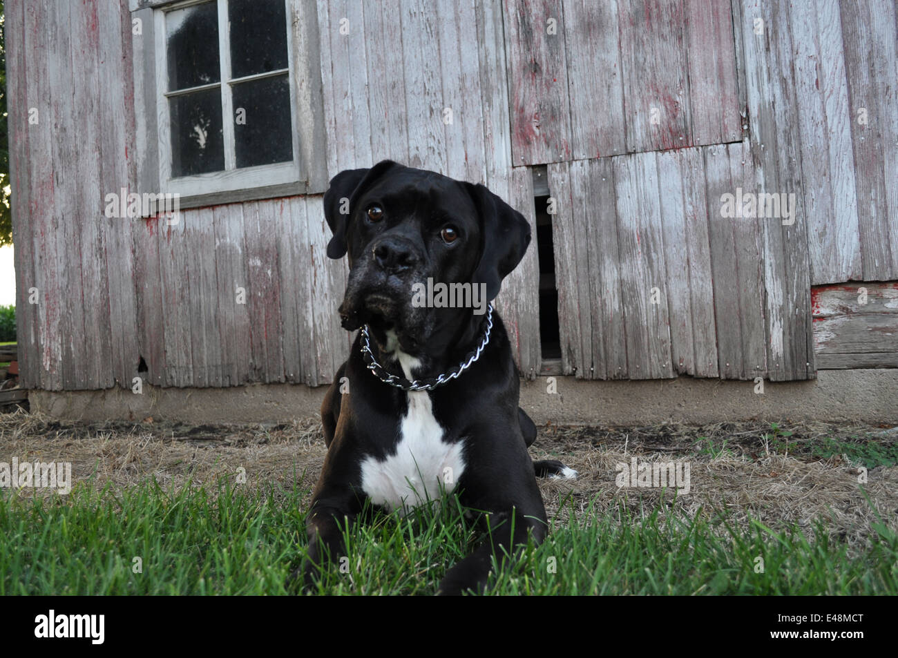 Schöner schwarzer Hund liegen in der Wiese vor einer alten Scheune Stockfoto
