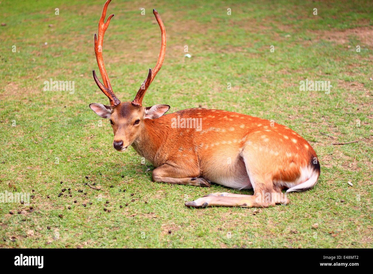 Sika Rotwild (Cervus Nippon) in Japan Stockfoto