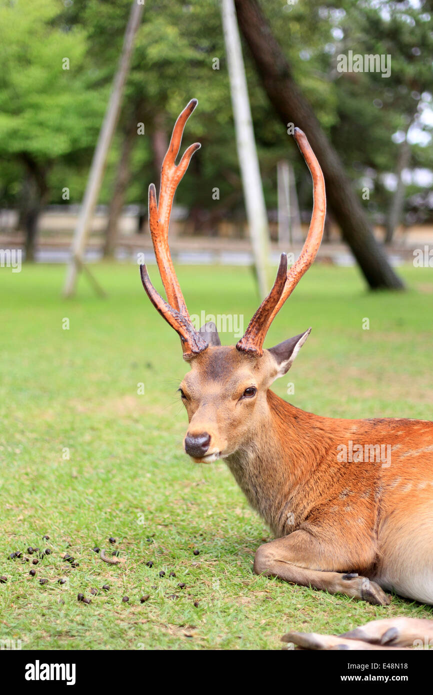 Sika Rotwild (Cervus Nippon) in Japan Stockfoto