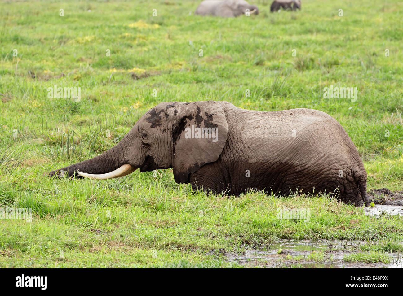 Afrikanischer Elefant (Loxodonta Africana) Fütterung im Marschland, Amboseli Nationalpark, Kenia Stockfoto