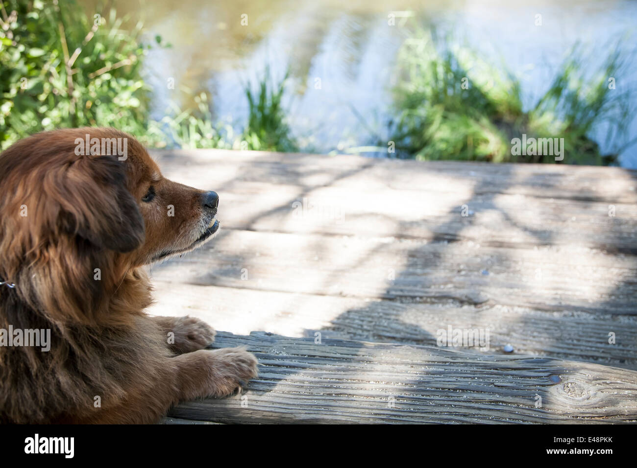 Hund, Blick auf See Stockfoto