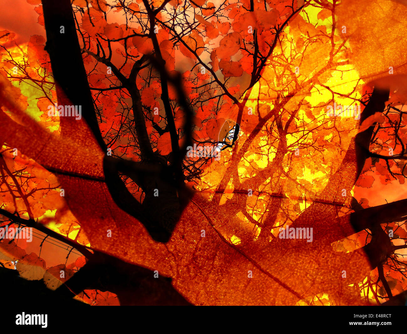 Abstraktes Bild Herbst Mischung aus einem Baum ein Blatt. Stockfoto