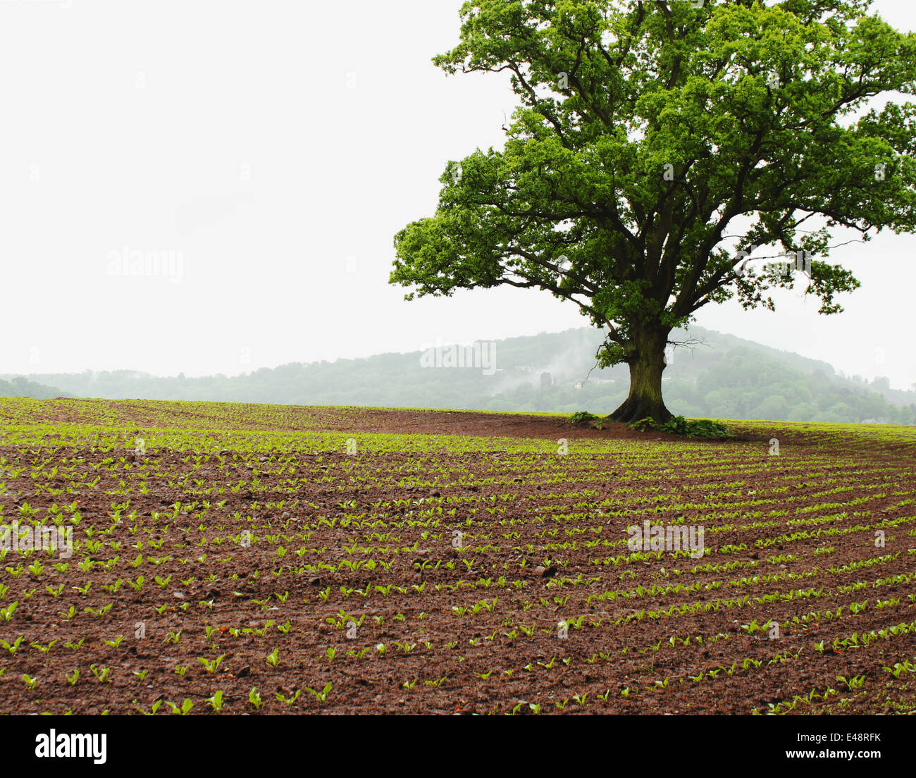 Britische Ackerland mit alten Eiche. Stockfoto