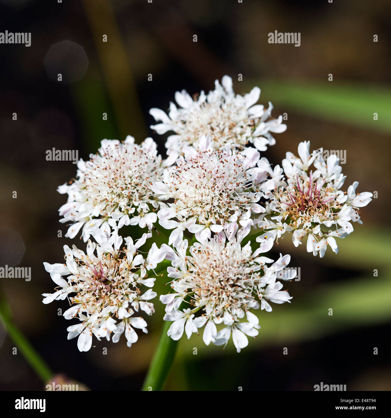 Dolde mit Blumen von Cowbane (Cicuta virosa) Stockfoto