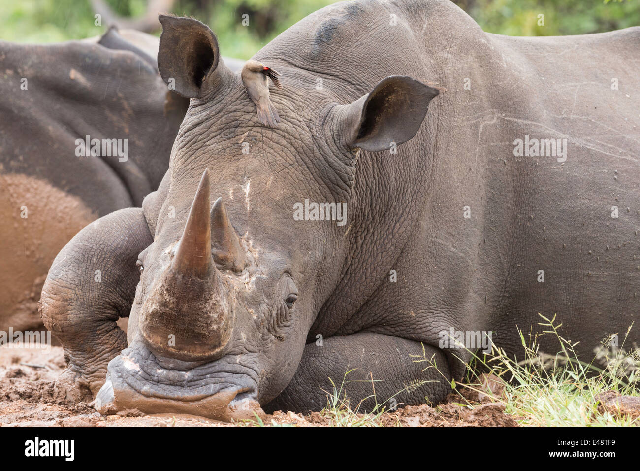 Rhino - Krüger-Nationalpark Stockfoto