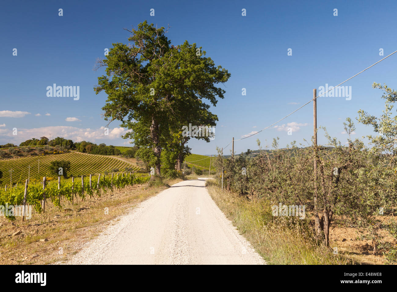 Weinbergen und Olivenhainen in der Nähe von Montalcino, Toskana. Stockfoto