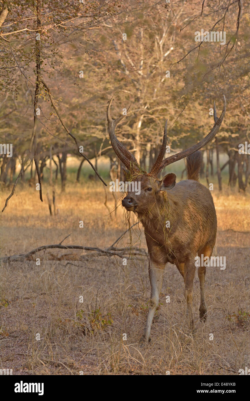 Männliche Sambar-Hirsch (Cervus unicolor Niger) in Ranthambore Nationalpark Stockfoto