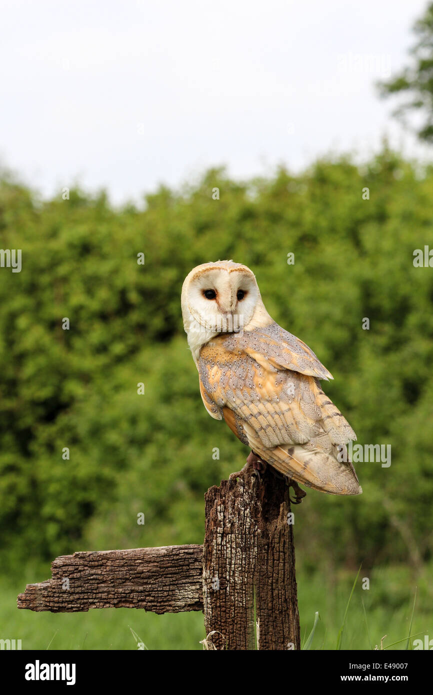 Schleiereule auf einem Pfosten. Stockfoto