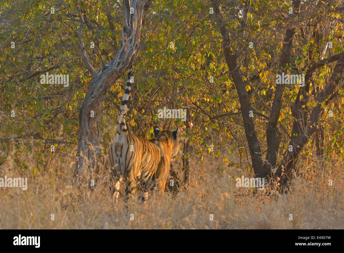 Kennzeichnung der Tiger an einem kalten Wintermorgen im trockenen laubwechselnden Lebensraum Ranthambhore Tiger Reserve Duft Stockfoto
