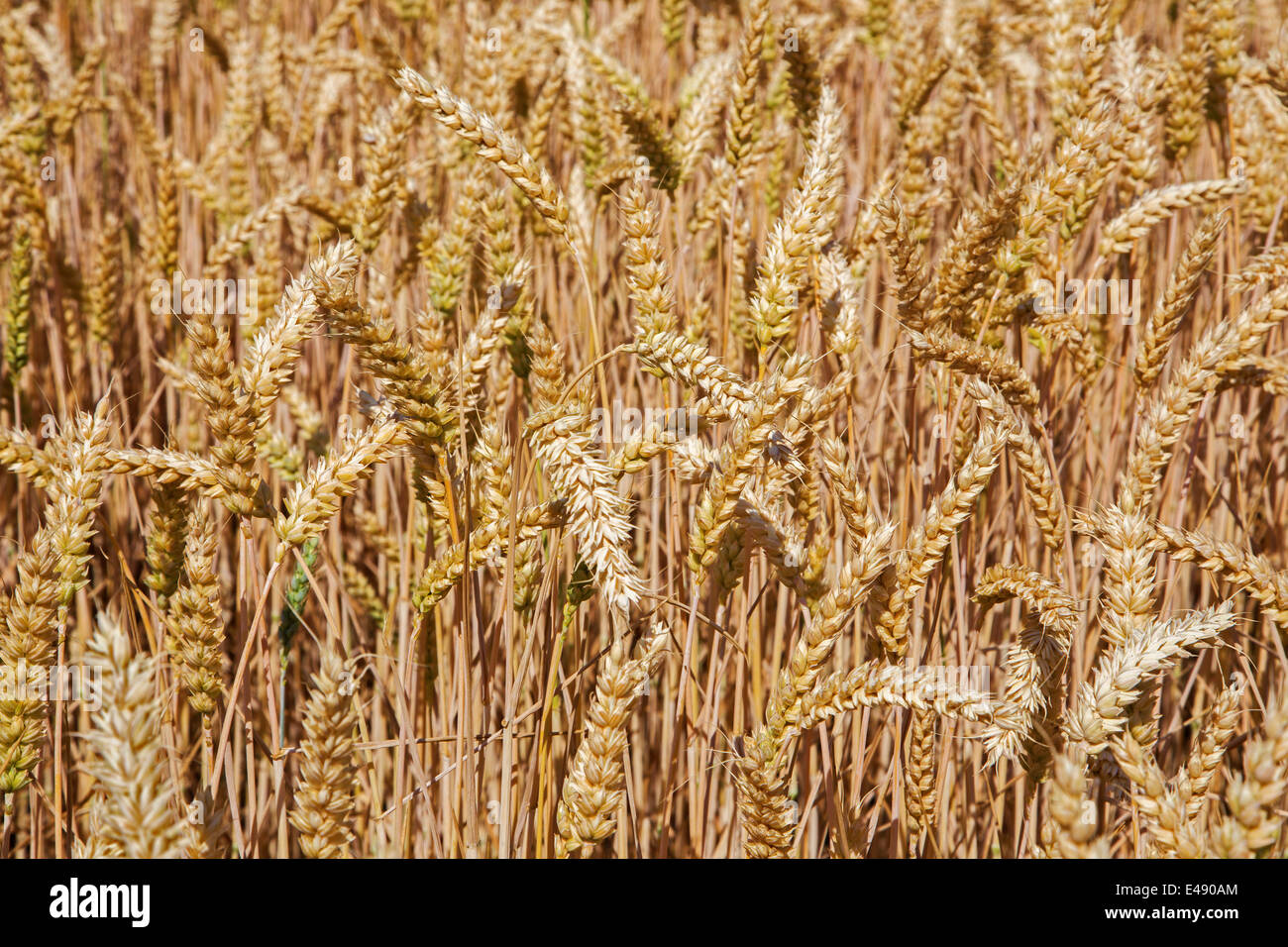 Kornfeld für die Ernte Stockfoto