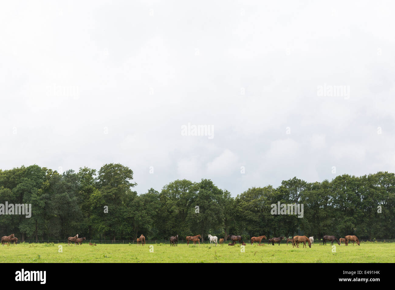 Landschaft mit einer Wiese voller Pferde Stockfoto