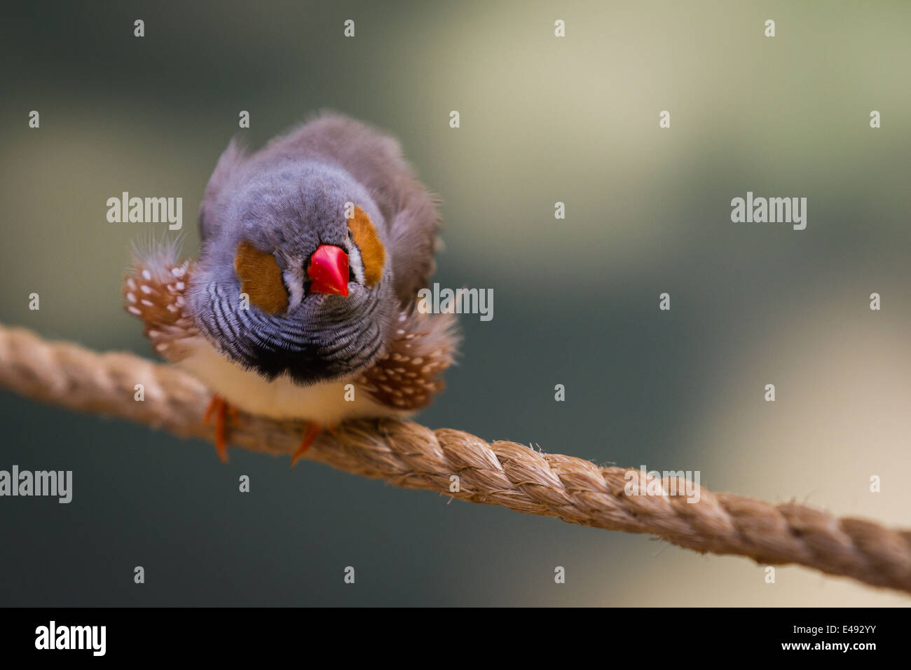 kleine graue blauer Vogel mit orange Wangen stehend auf einem Seil in den Hinterhof Stockfoto