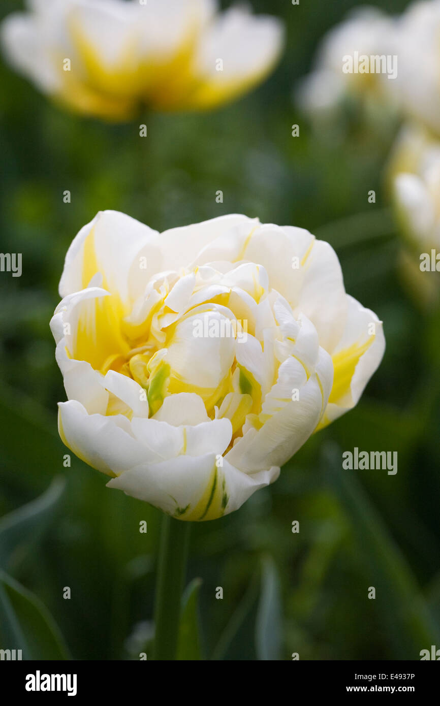 Tulipa "Flammenden Evita". Doppelte frühen Tulpe. Stockfoto