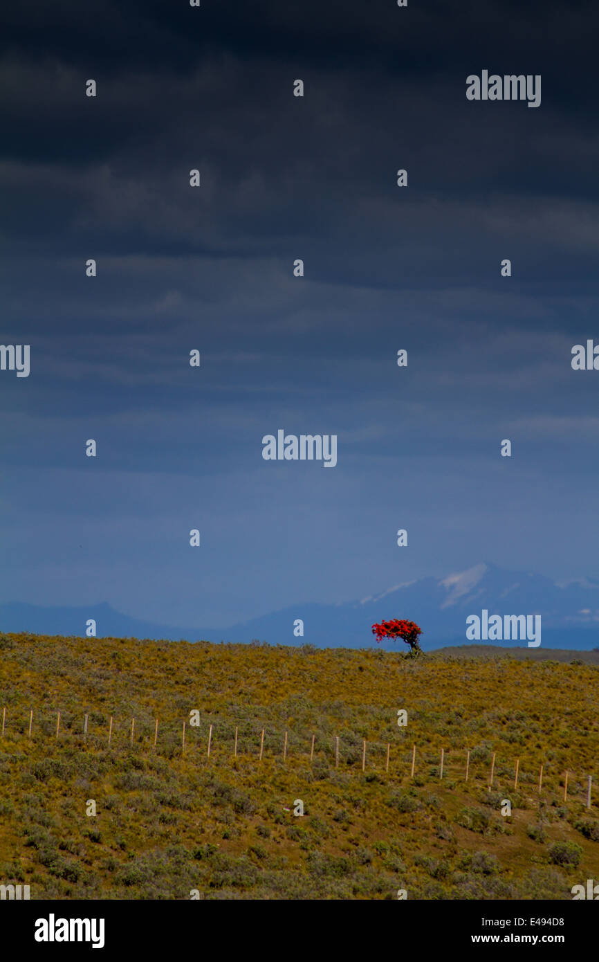 Einsam, kleiner Strauch mit roten Blüten auf den chilenischen Pampa, Patagonien, Chile Stockfoto