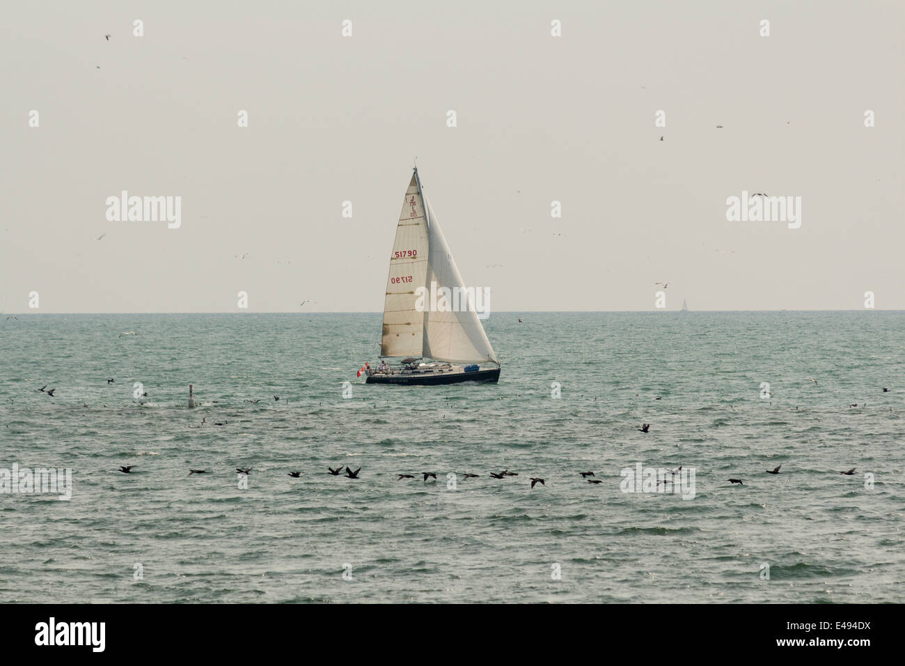 Einsamer Segelboot am Lake Ontario Morgen als Vögel und Wasservögel fliegen skimming über die Oberfläche des Wassers Stockfoto