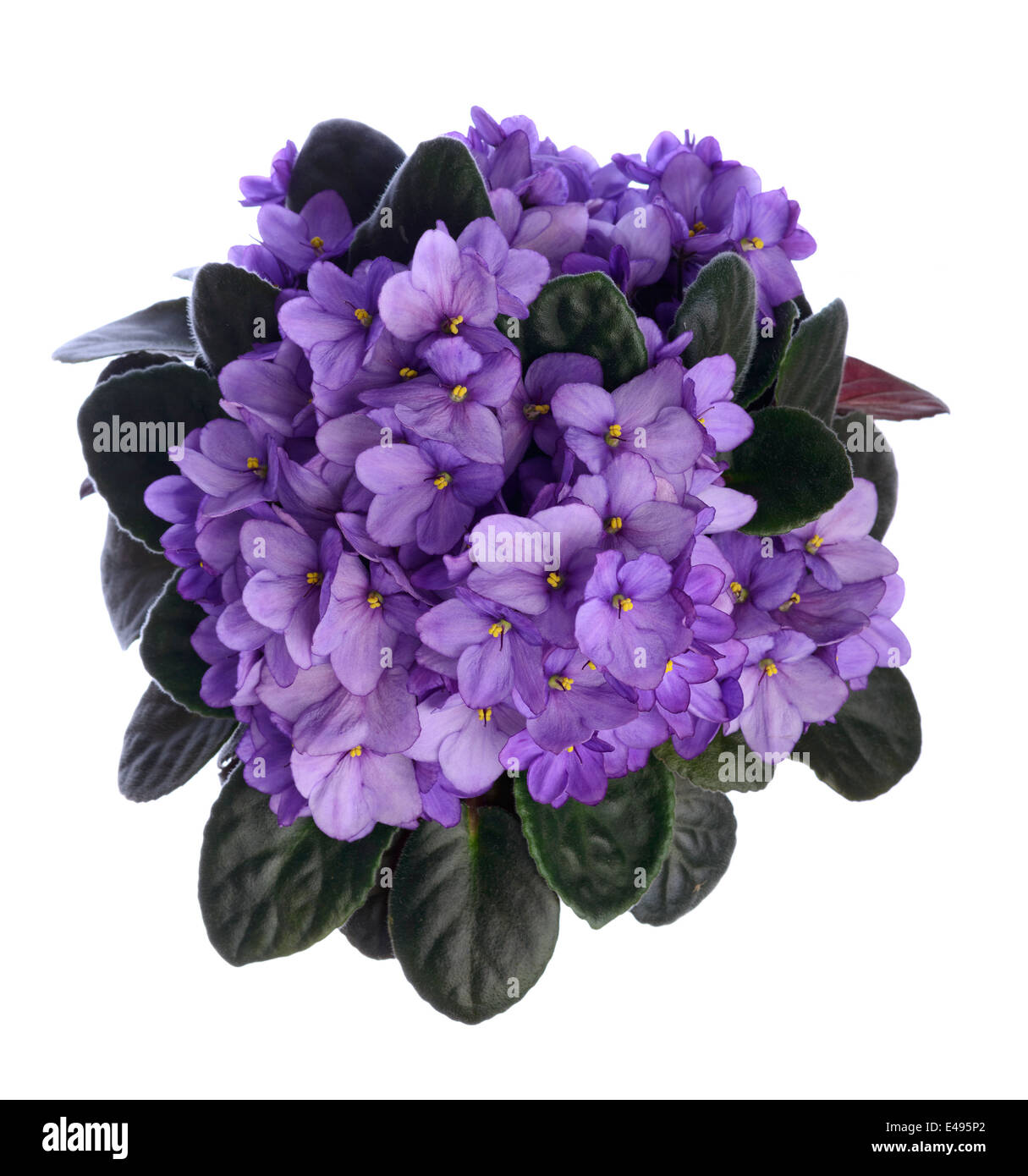 Lila African Violet Blumen Stockfoto