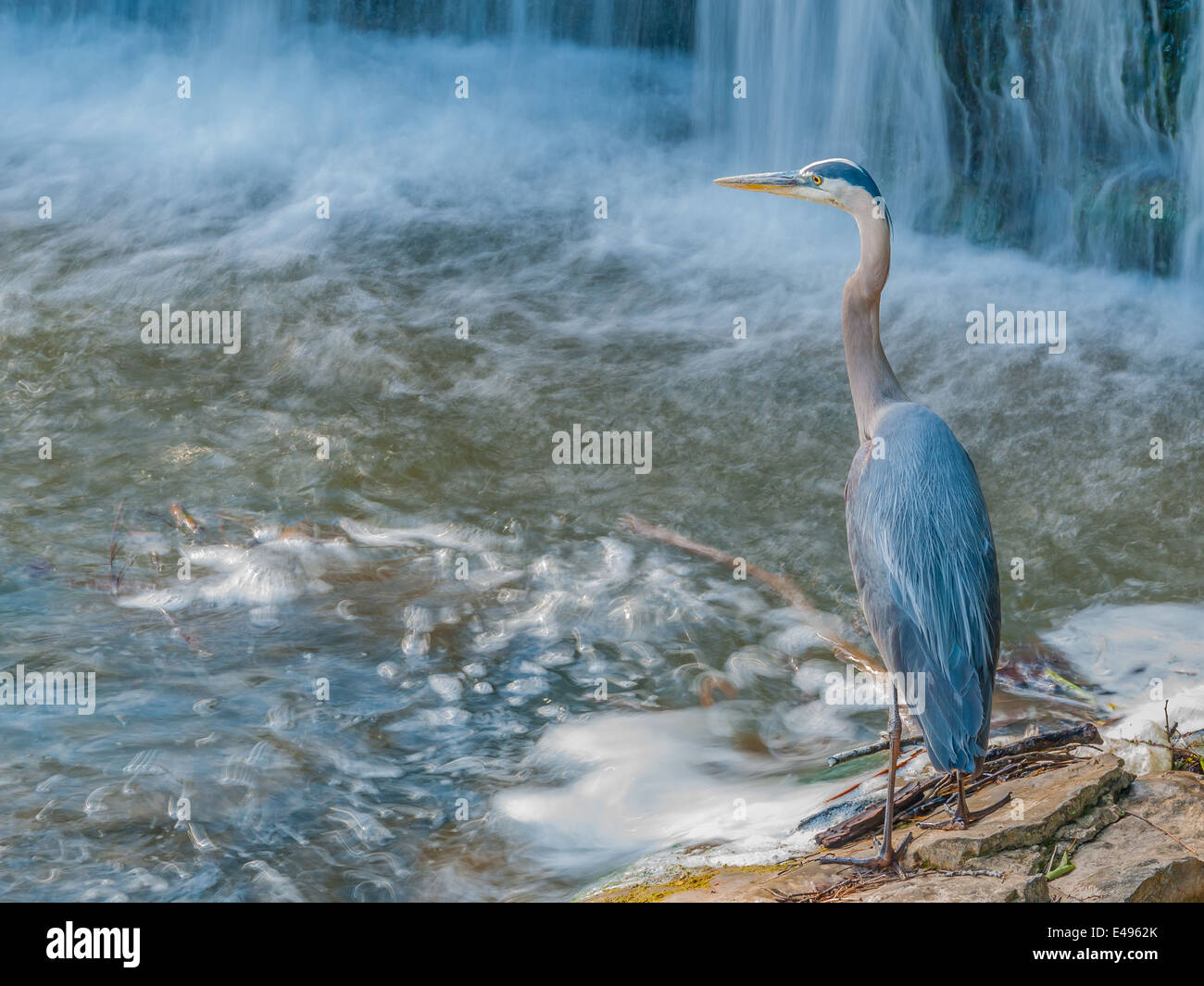 Great Blue Heron Angeln für Lebensmittel in einem Bach mit Wasserfall. Stockfoto