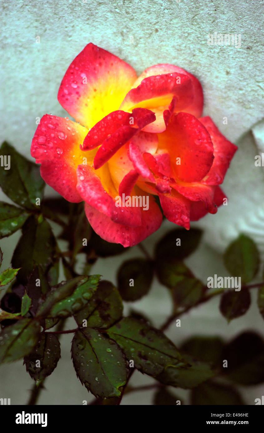 AJAXNETPHOTO - 2005 - FRANKREICH - SOMME - PICARDY - EINE ROSE AUF DEM FRIEDHOF DEVONSHIRE AN DER D938 NACH PERONNE. FOTO: JONATHAN EASTLAND/AJAX REF: D52110/640 Stockfoto
