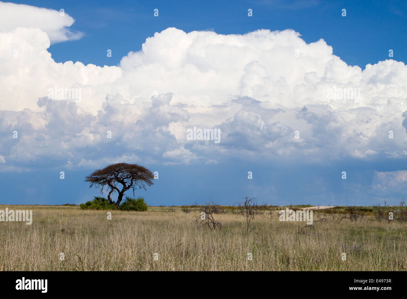 Eine Landschaft mit einem Dornenbaum im Vordergrund und Regen Sturm - große weiße Wolken Stockfoto