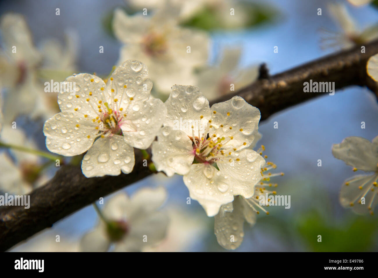 Weiße Blumen auf einem Zweig der Obstbaum Stockfoto