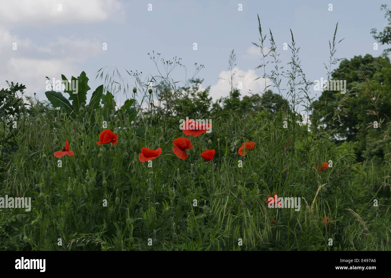 Bunte Wildblumen blühen im Feld, Razgrad, Bulgarien Stockfoto