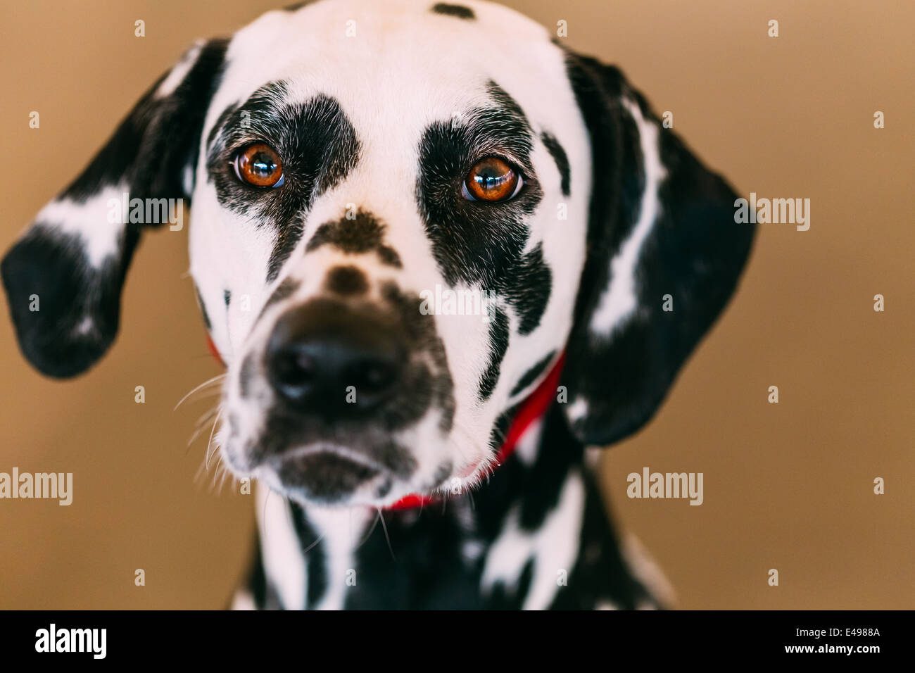 Nahaufnahme des Gesichts von einem Dalmatiner-Hund. Schöne Dalmatiner Kopf Porträt mit cute Ausdruck im Gesicht Stockfoto