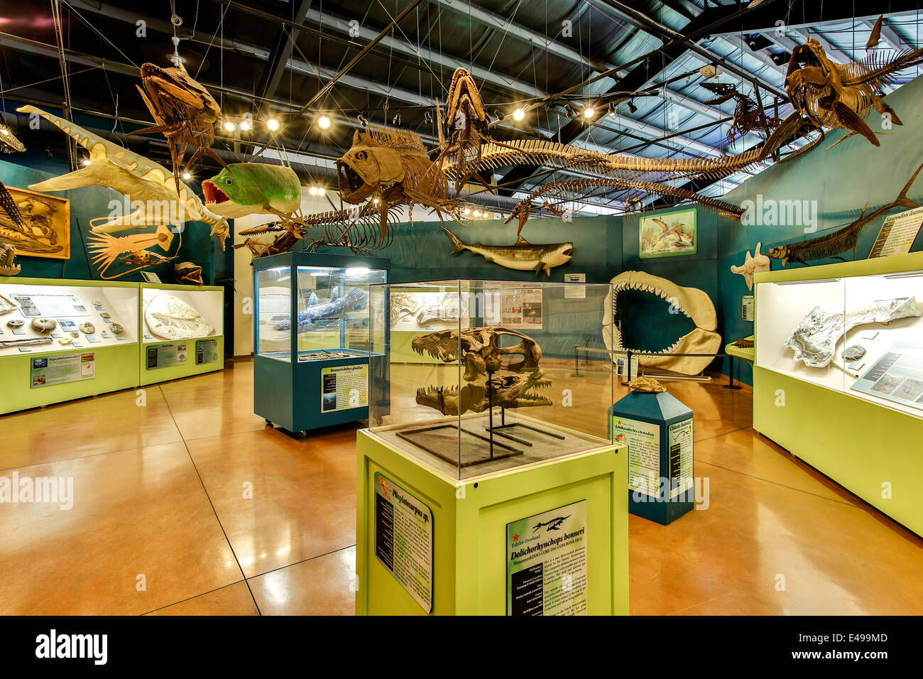 Prähistorische Ozean Hall, Dinosaurier-Ressourcen-Center, Woodland Park, Colorado USA Stockfoto