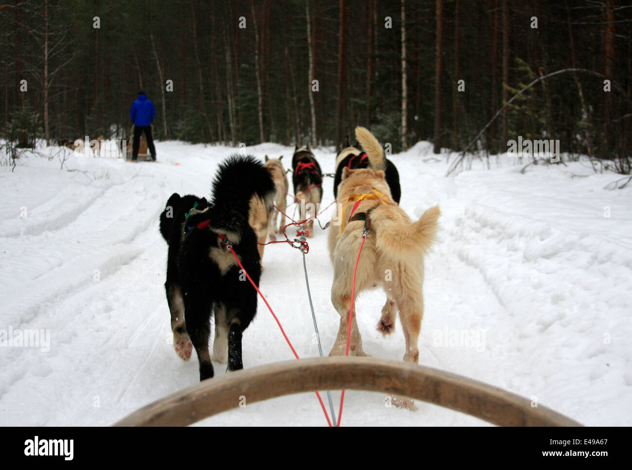 Hundeschlitten mit Huskys auf einer Husky-Farm in der Nähe von Rovaniemi in Lappland, Finnland Stockfoto