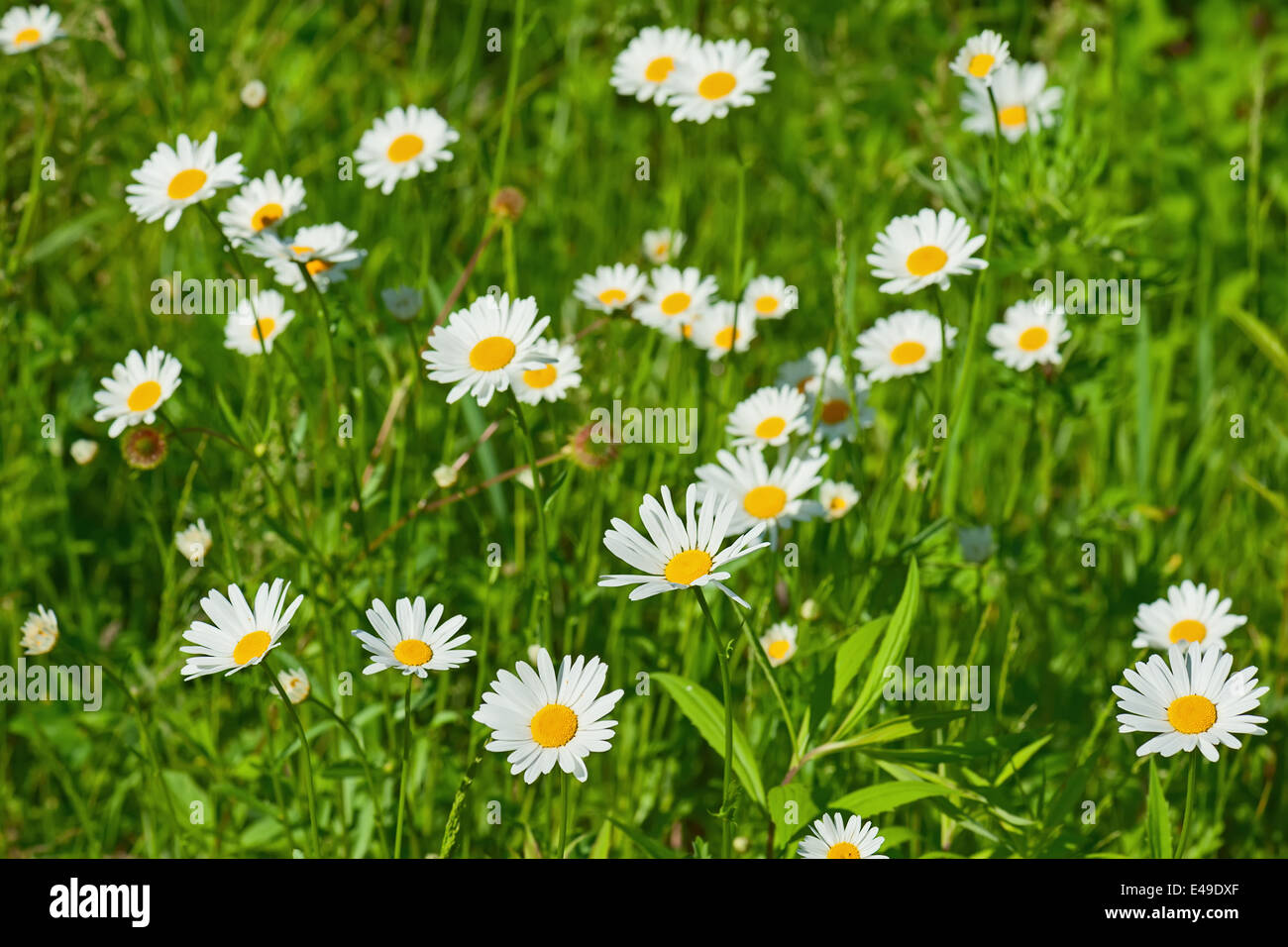 Grünen blühenden Wiese mit weißen Margeriten. Natürlichen Hintergrund. Stockfoto