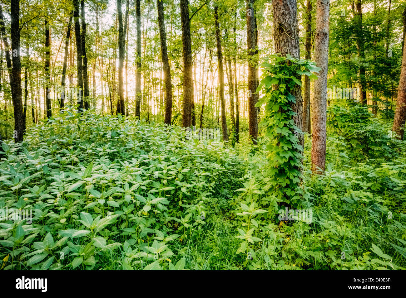 Dense Mischwald, Blick im Sommer Stockfoto