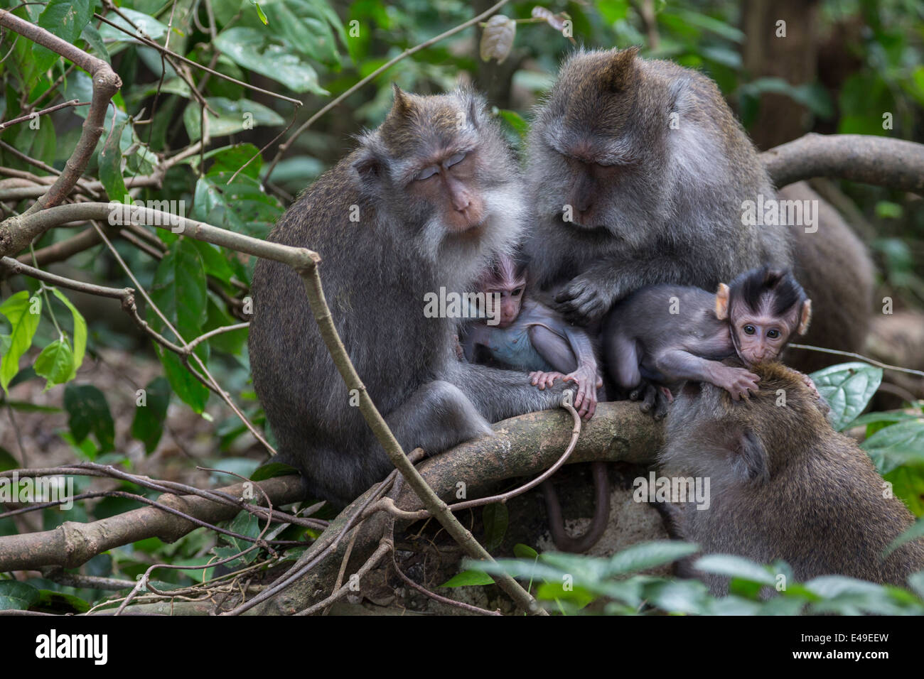 Eine Gruppe von Baby und Mutter Affen im Heiligen Affen Wald von Padangtegal, Ubud, Bali Stockfoto