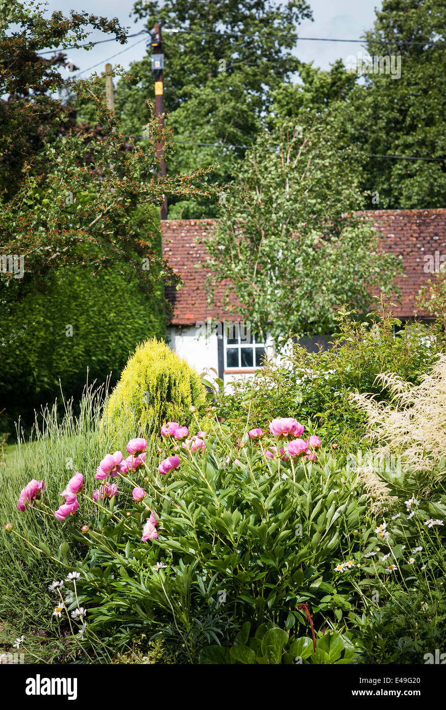 Pfingstrosen in einem englischen Garten im Frühsommer Stockfoto