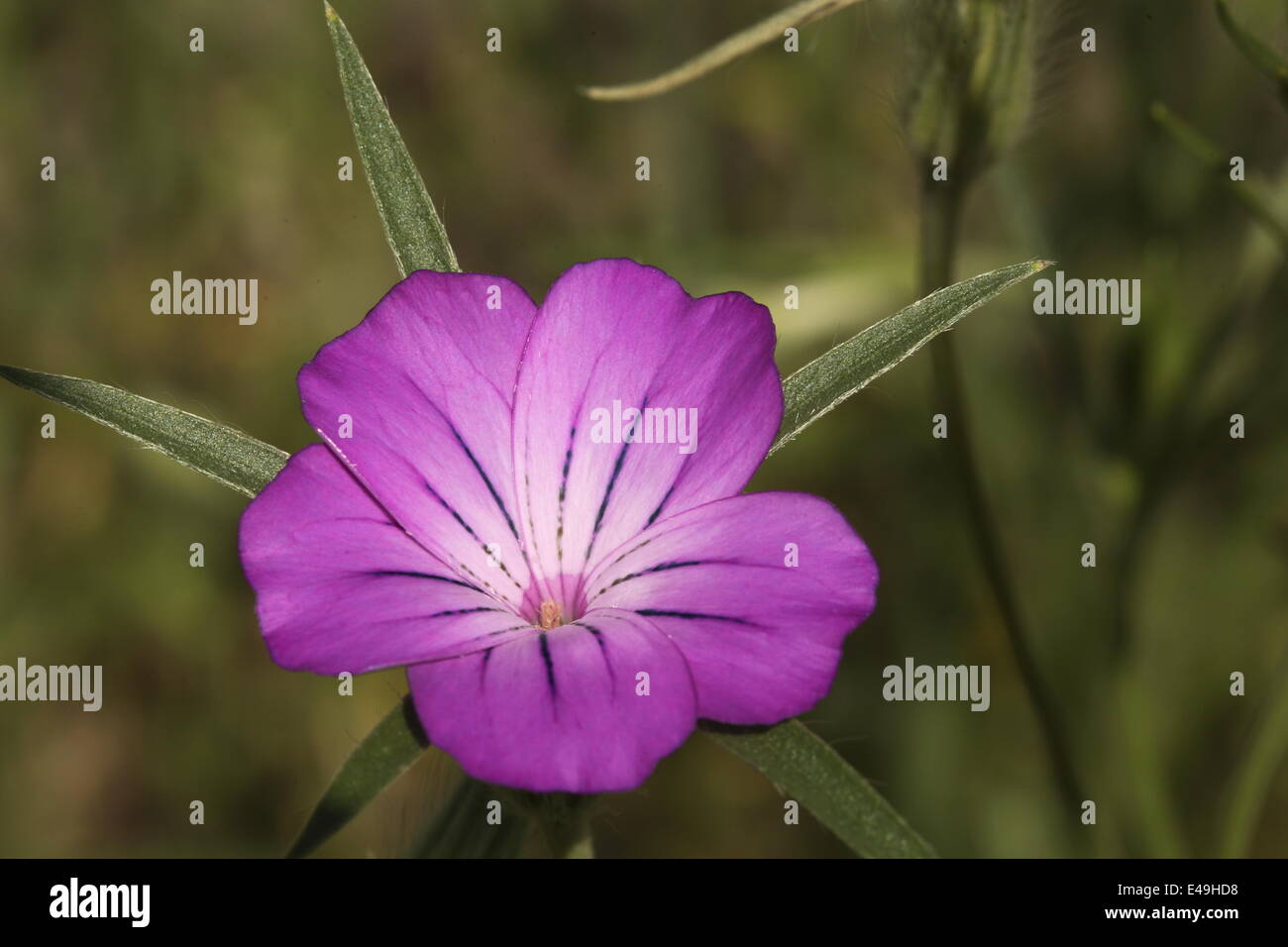 Gemeinsamen Mais-Herzmuschel - Agrostemma umbellatum Stockfoto