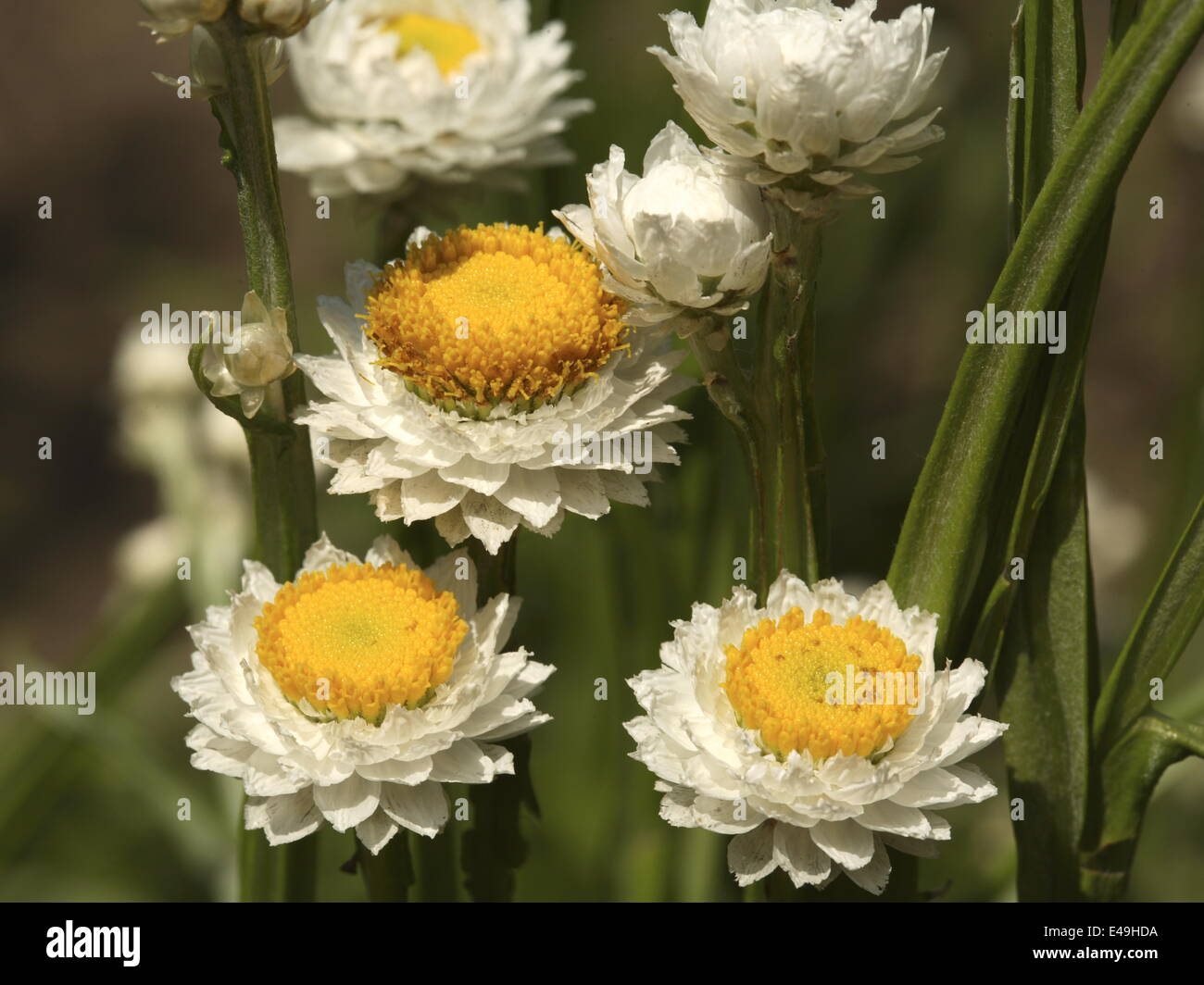 Geflügelte Everlasting - Ammobium alatum Stockfoto