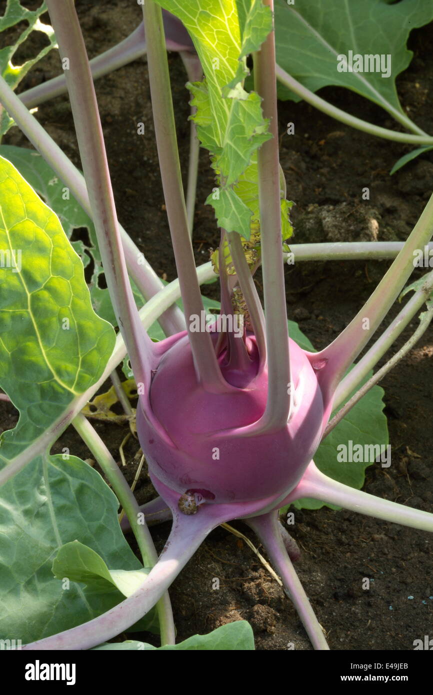 Kohlrabi - Brassica oleracea Stockfoto