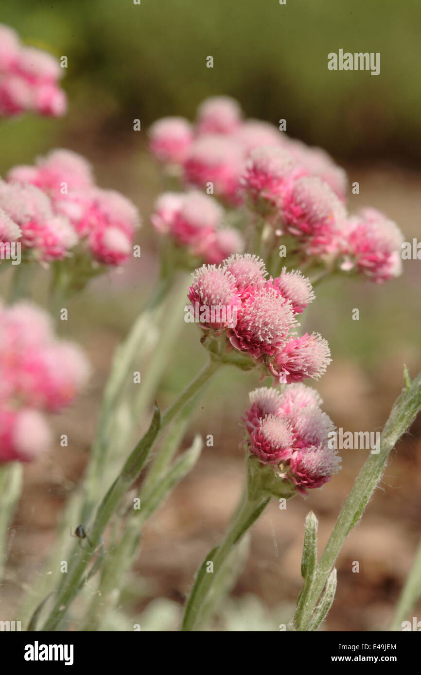 Catsfoot - Antennaria Dioica 'Rotes Wunder' Stockfoto