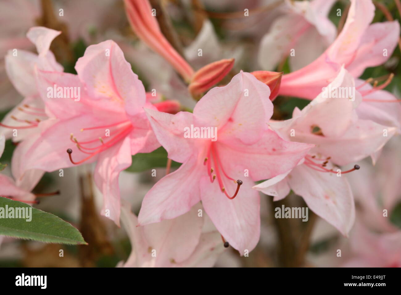 Azalee "Soir de Paris" Stockfoto