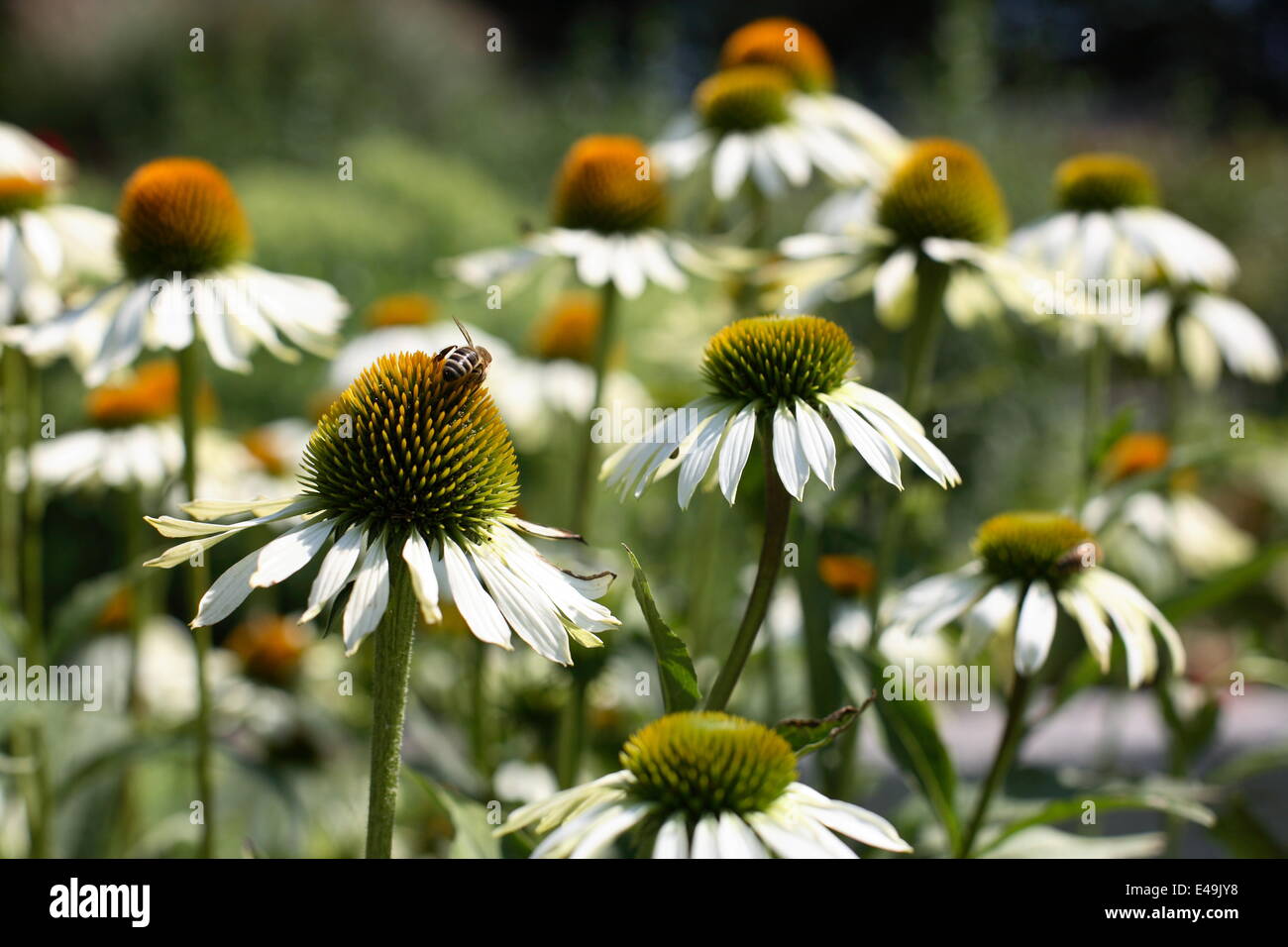 Echinacea Purpurea 'Alba' - Sonnenhut Stockfoto