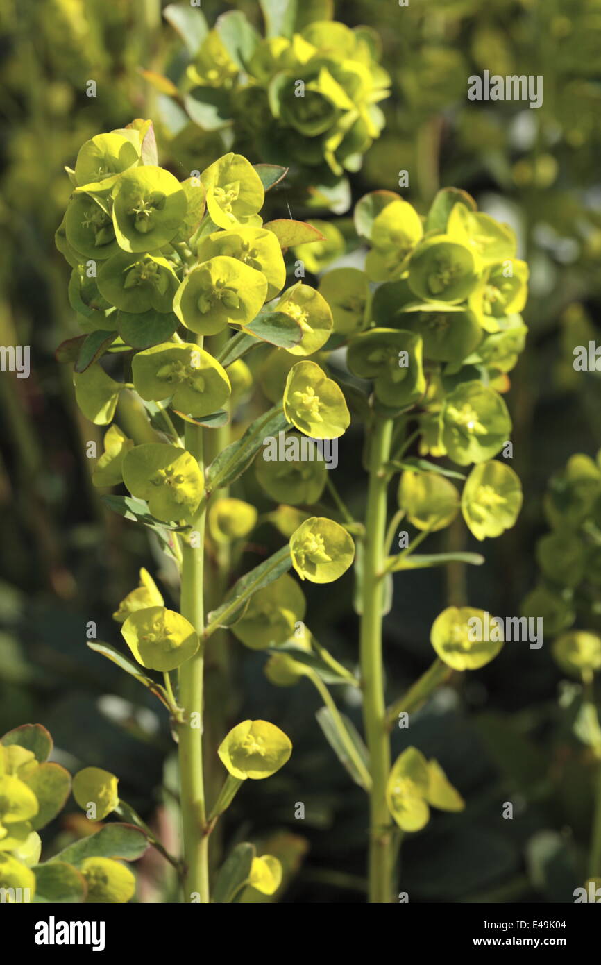 Holz-Wolfsmilch - Euphorbia amygdaloides Stockfoto