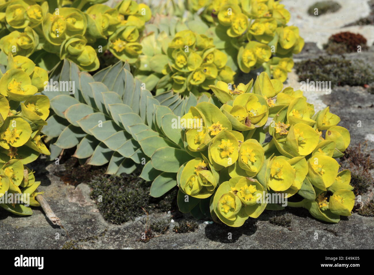 Myrte Wolfsmilch - Euphorbia myrsinites Stockfoto