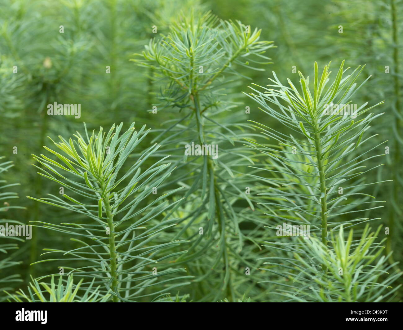 Zypressen Wolfsmilch - Euphorbia cyparissias Stockfoto